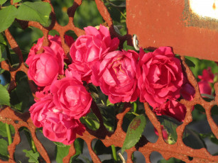 Картинка цветы розы лето 2018