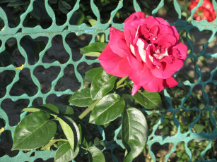 Картинка цветы розы лето 2018