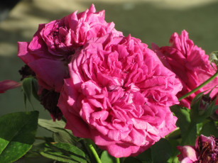 Картинка цветы розы лето 2018