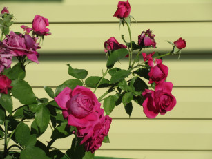 Картинка цветы розы лето 2018