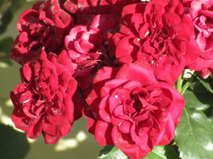 Картинка цветы розы лето 2018