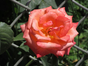 Картинка цветы розы лето 2018