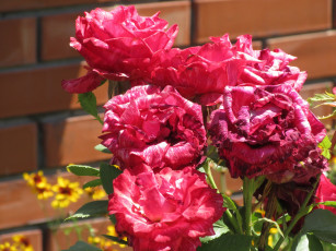 Картинка цветы розы лето 2018