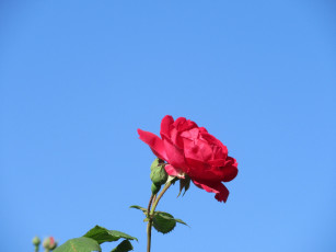 Картинка цветы розы весна 2018