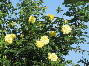 Картинка цветы розы весна 2018