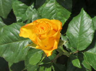 Картинка цветы розы весна 2018