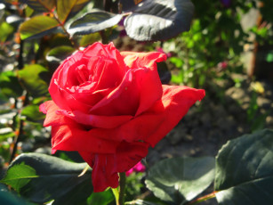 Картинка цветы розы весна 2018