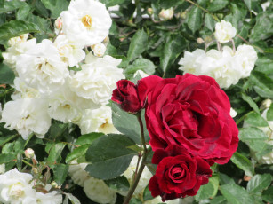 Картинка цветы розы весна 2018