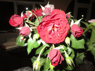 Картинка цветы розы весна 2018