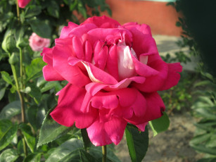 Картинка цветы розы весна 2018