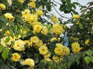 Картинка цветы розы весна 2018