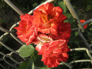 Картинка цветы розы весна 2018