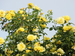 Картинка цветы розы весна 2018