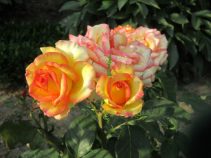 Картинка цветы розы весна 2018