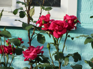 Картинка цветы розы весна 2018