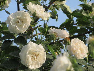 Картинка цветы розы весна 2018