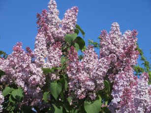 Картинка цветы сирень весна 2018