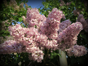 Картинка цветы сирень весна 2018