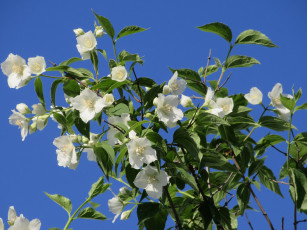 Картинка цветы жасмин весна 2018