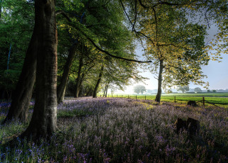 Картинка природа лес простор