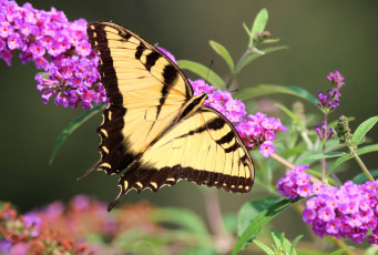 Картинка животные бабочки +мотыльки +моли бабочка