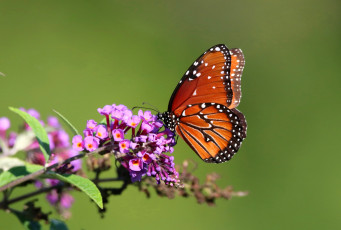 Картинка животные бабочки +мотыльки +моли бабочка