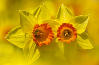 Картинка цветы нарциссы нарцисс лепестки цветок фон