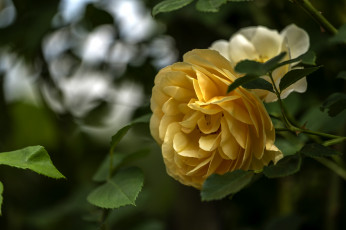 Картинка цветы розы бутон лепестки