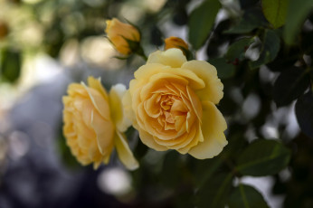 Картинка цветы розы лепестки бутон