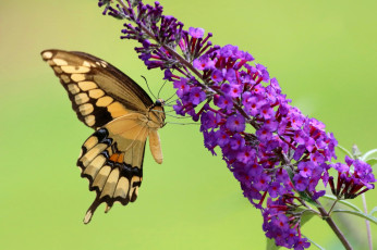 Картинка животные бабочки +мотыльки +моли бабочка