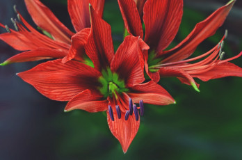 Картинка цветы лилии +лилейники цветок лепестки макро