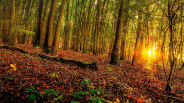 Картинка природа лес закат