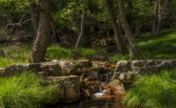 Картинка природа лес простор