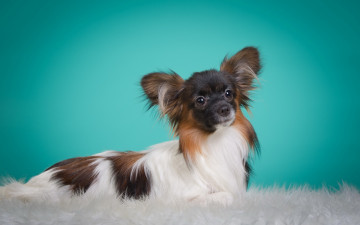 Картинка животные собаки мех попильон собака