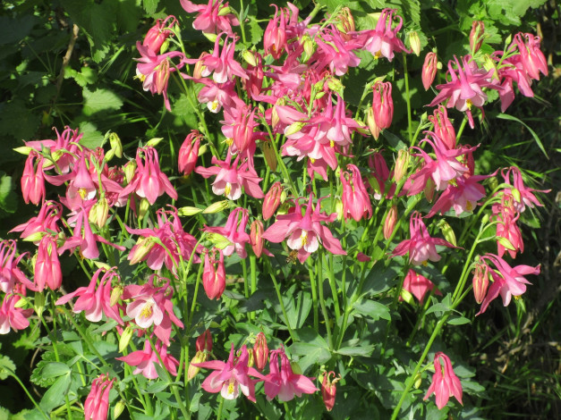 Обои картинки фото цветы, аквилегия , водосбор, весна, 2018