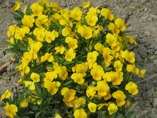 Обои картинки фото цветы, анютины глазки , садовые фиалки, весна, 2018