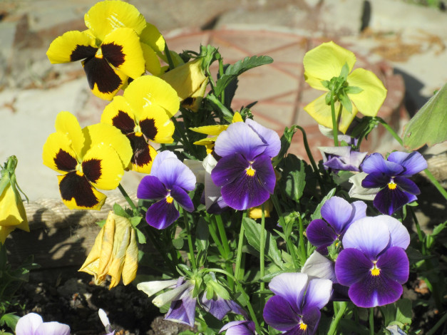 Обои картинки фото цветы, анютины глазки , садовые фиалки, весна, 2018