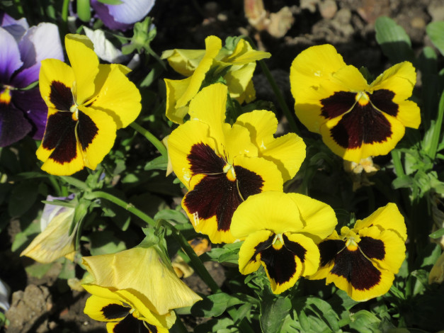 Обои картинки фото цветы, анютины глазки , садовые фиалки, весна, 2018