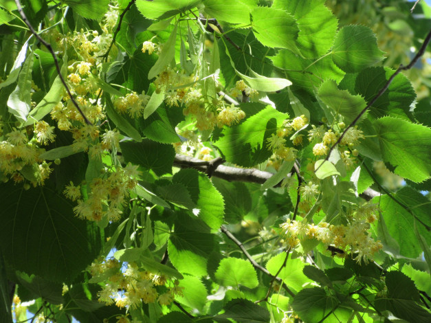 Обои картинки фото цветы, цветущие деревья ,  кустарники, лето, 2018