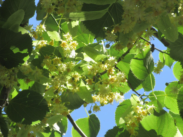 Обои картинки фото цветы, цветущие деревья ,  кустарники, лето, 2018