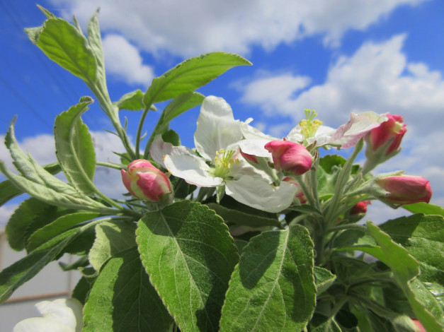 Обои картинки фото цветы, цветущие деревья ,  кустарники, весна, 2018
