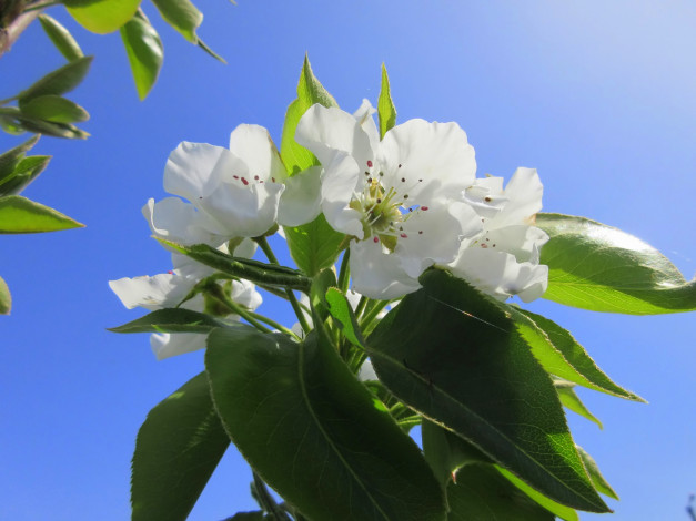 Обои картинки фото цветы, цветущие деревья ,  кустарники, весна, 2018