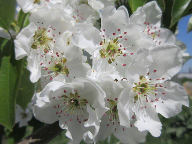 Обои картинки фото цветы, цветущие деревья ,  кустарники, весна, 2018