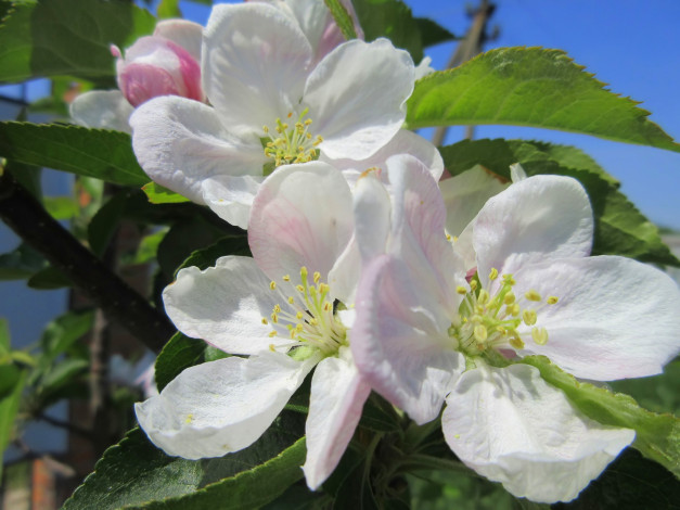Обои картинки фото цветы, цветущие деревья ,  кустарники, весна, 2018
