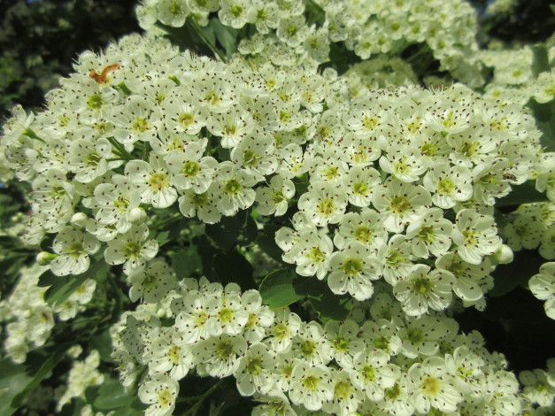 Обои картинки фото цветы, цветущие деревья ,  кустарники, весна, 2018