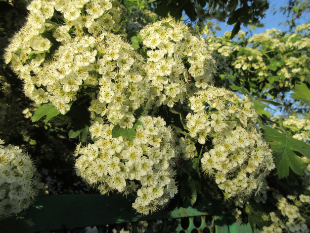 Обои картинки фото цветы, цветущие деревья ,  кустарники, весна, 2018