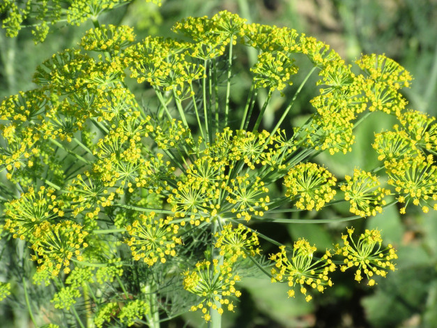 Обои картинки фото цветы, цветущие овощи,  ягоды, лето, 2018