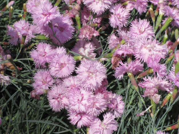 Обои картинки фото цветы, гвоздики, весна, 2018