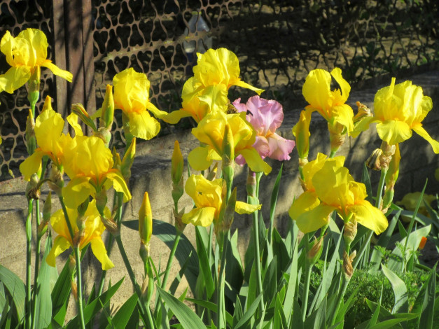 Обои картинки фото цветы, ирисы, весна, 2018