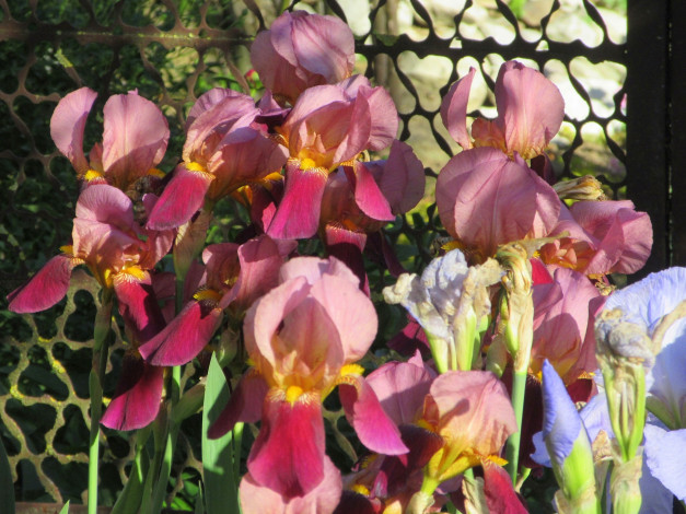 Обои картинки фото цветы, ирисы, весна, 2018